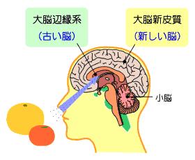 大脳新皮質（新しい脳）、大脳辺縁系（古い脳）