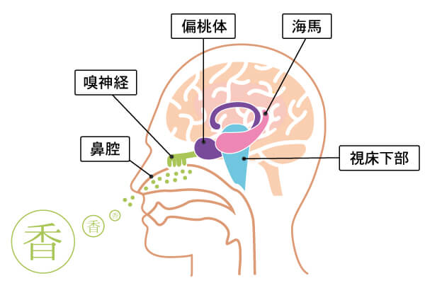 芳香成分は脳の大脳辺縁系、視床下部、下垂体へ伝わる